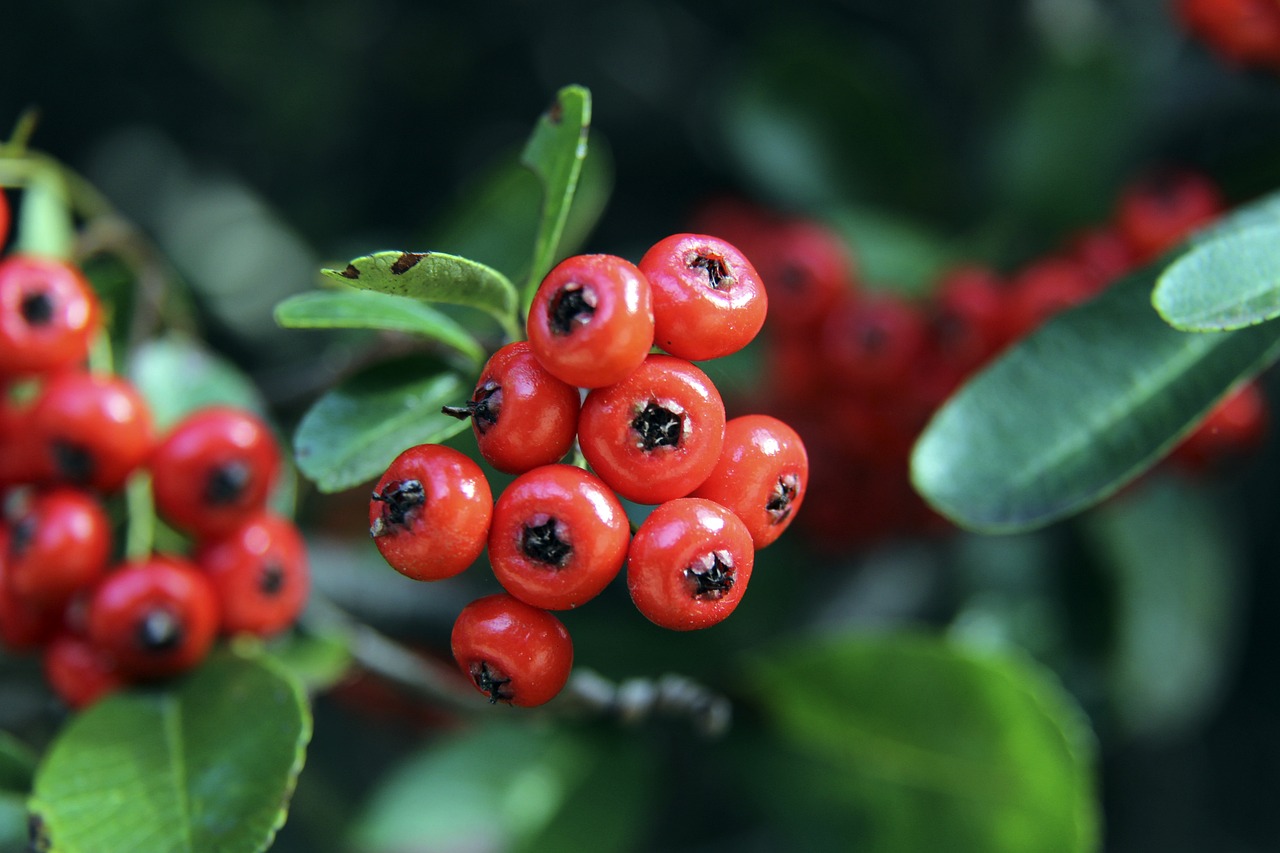 米利克在本 米利克在本